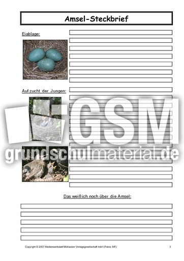 Amsel-Steckbrief-C-3.pdf